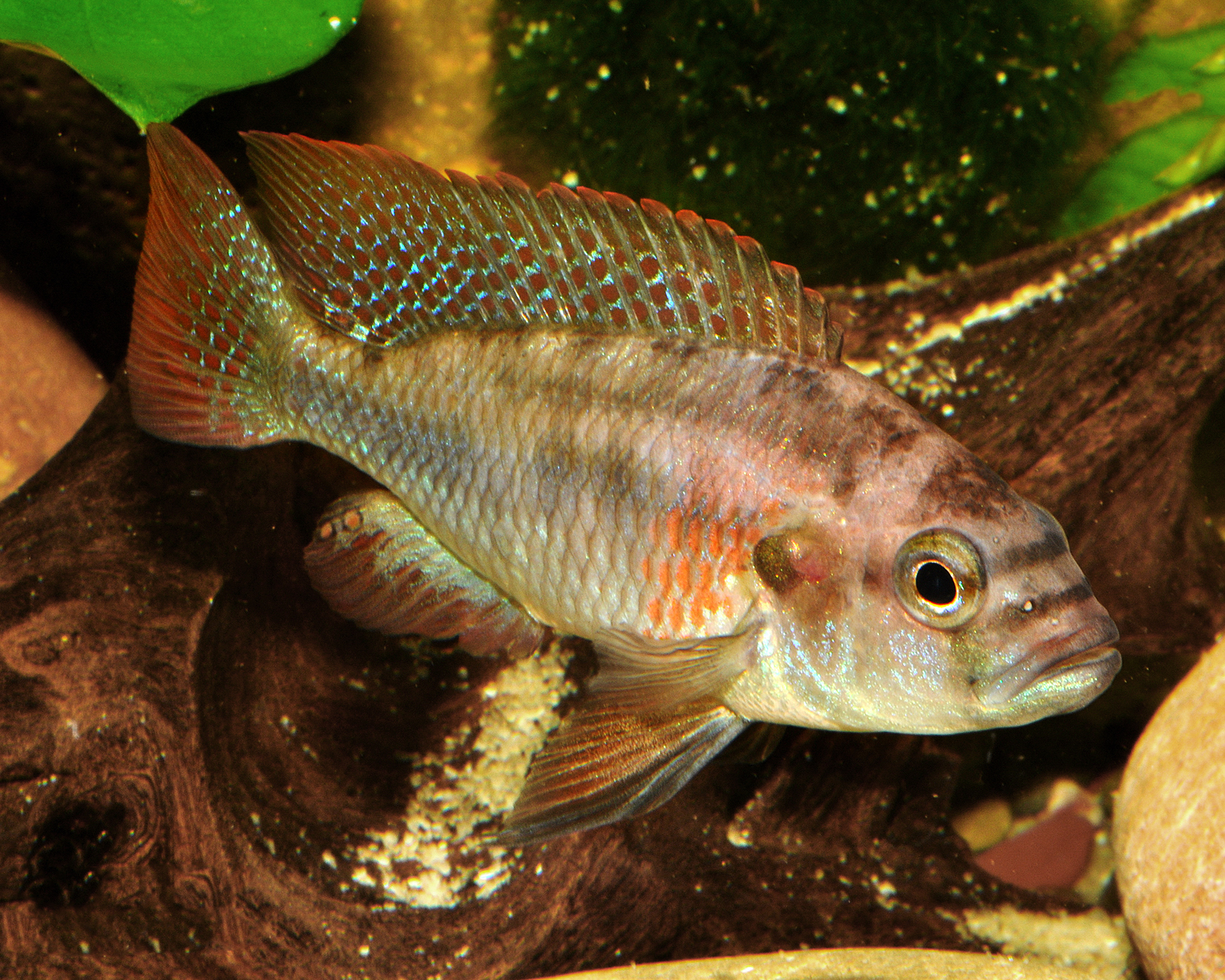 Burton’s Mouthbrooder (Astatotilapia burtoni)